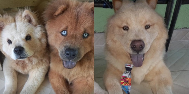 Lealdade torna chow chow agressivo