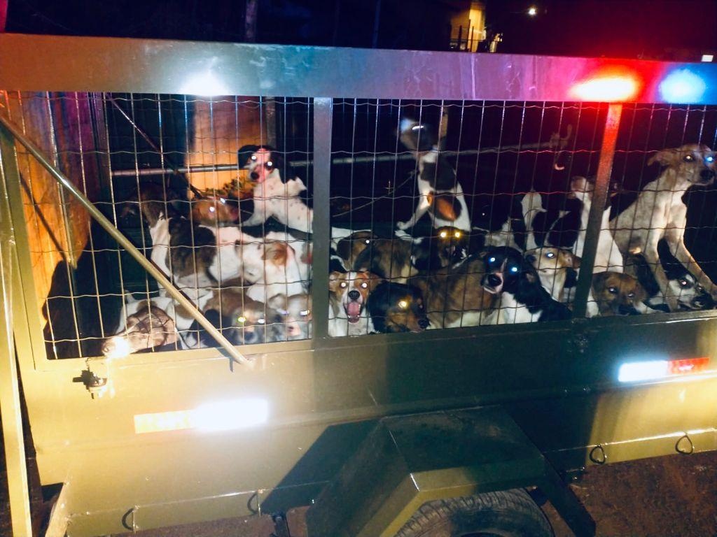 PM e Juvam resgatam 47 cachorros sem comida e sem água trancados em residência