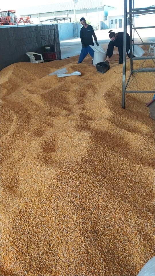 Polícia Civil recupera carga de 50 toneladas de milho furtada em Sinop