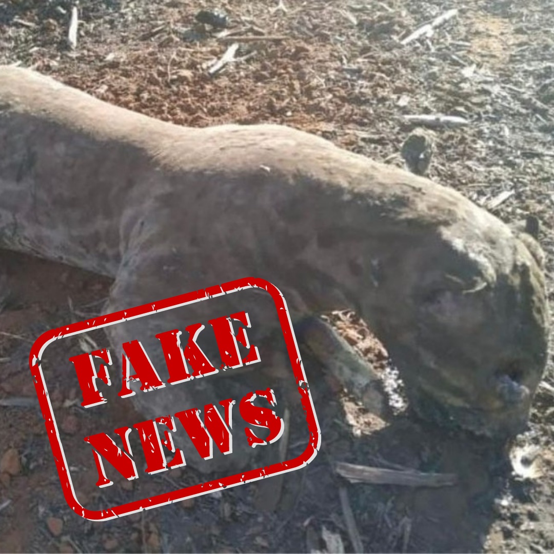Imagens de animais mortos em incêndio não são em Mato Grosso