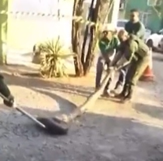 Polícia Ambiental captura sucuri gigante em Mato Grosso; veja o vídeo