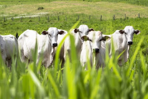 Brasil confirma dois casos de Vaca Louca