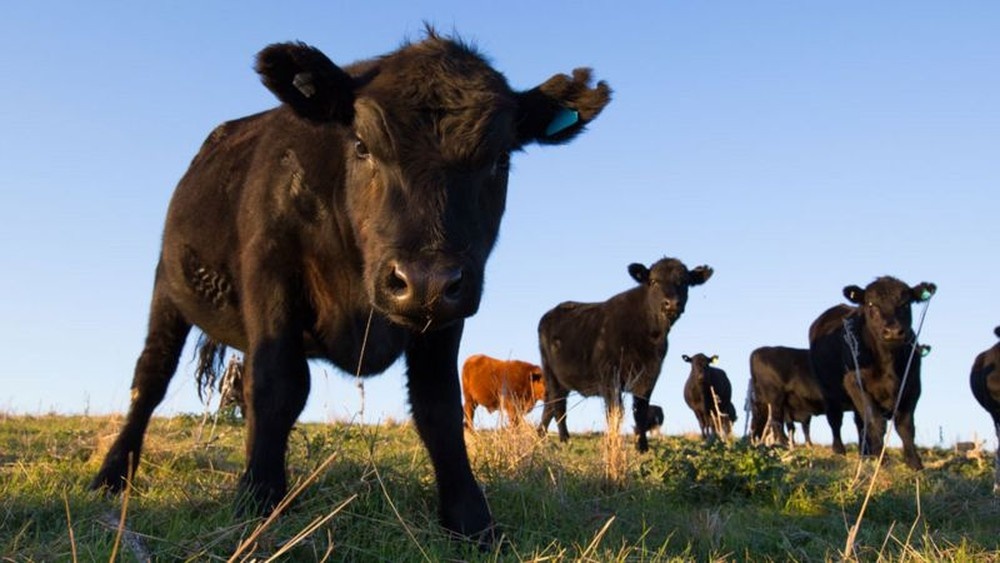 Preço da arroba do boi cai em MT após casos da 'vaca louca'