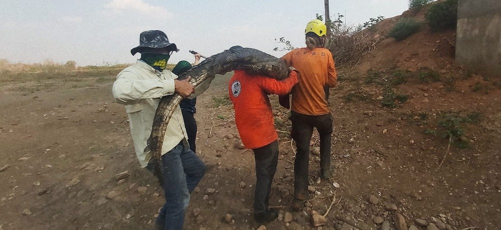 Jacarés são transportados no Pantanal para evitar canibalismo e mortes