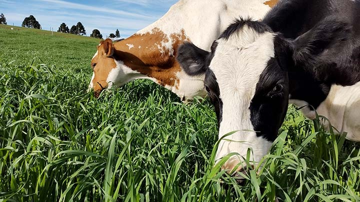 Pesquisa da UFMT substitui uso de antibióticos em animais por óleos de alho e canela