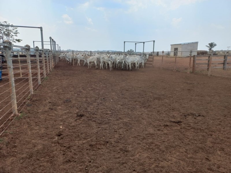 Polícia Civil recupera 105 cabeças de gado subtraídas de fazenda em Itanhangá