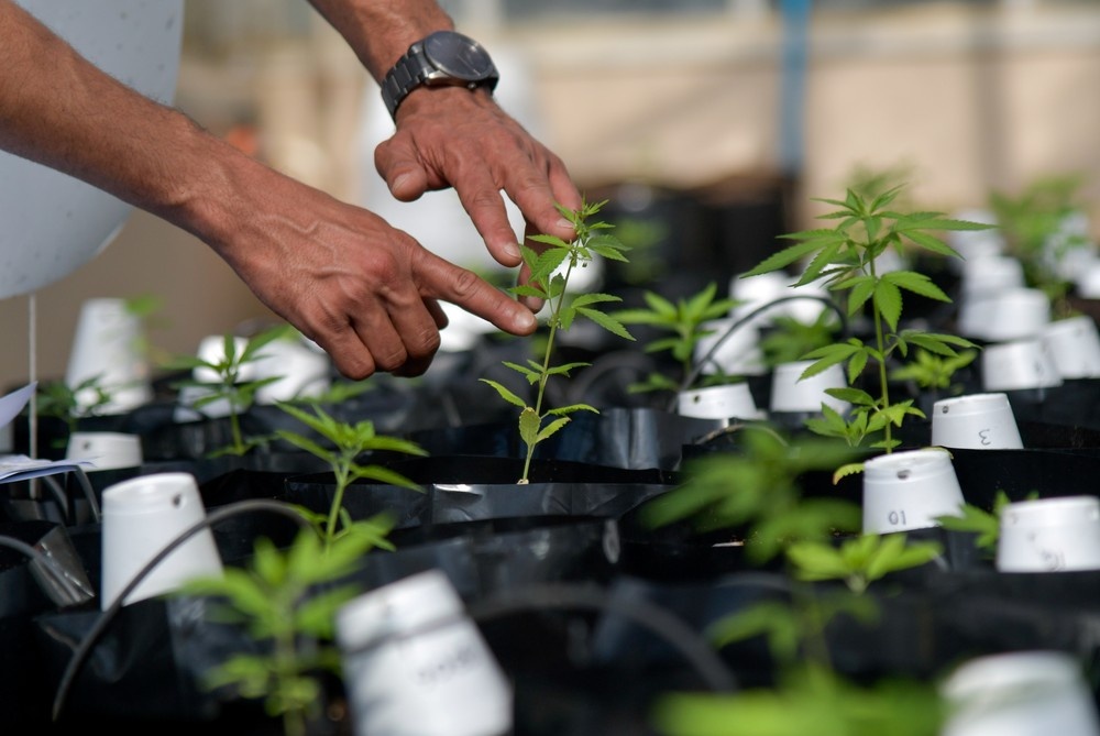 Deputados discutem projeto que regulamenta uso da maconha medicinal