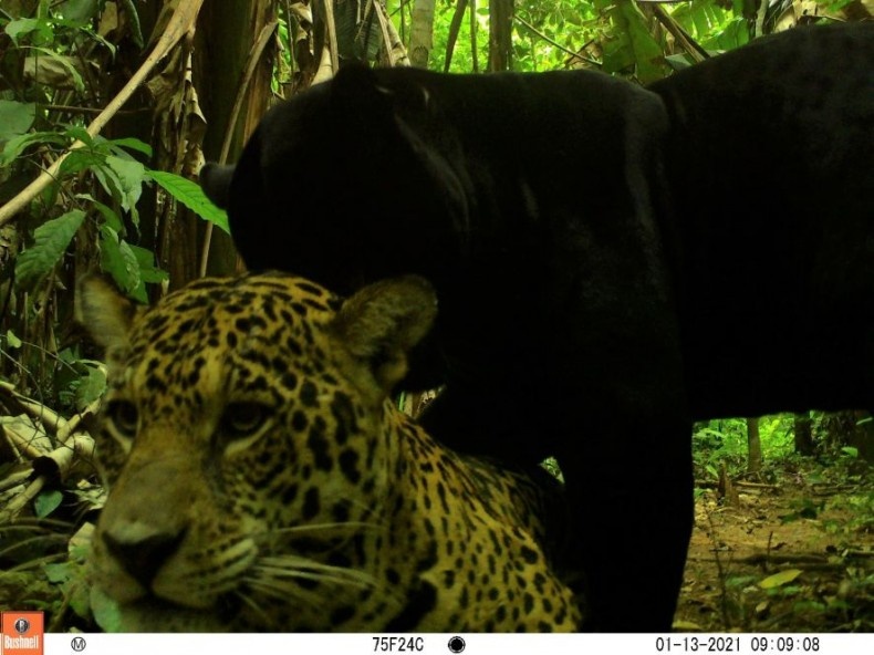 Câmeras capturam imagens de animais silvestres entorno de usina