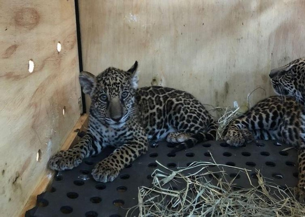 Filhotes de onça-pintada são transportadas para zoológico