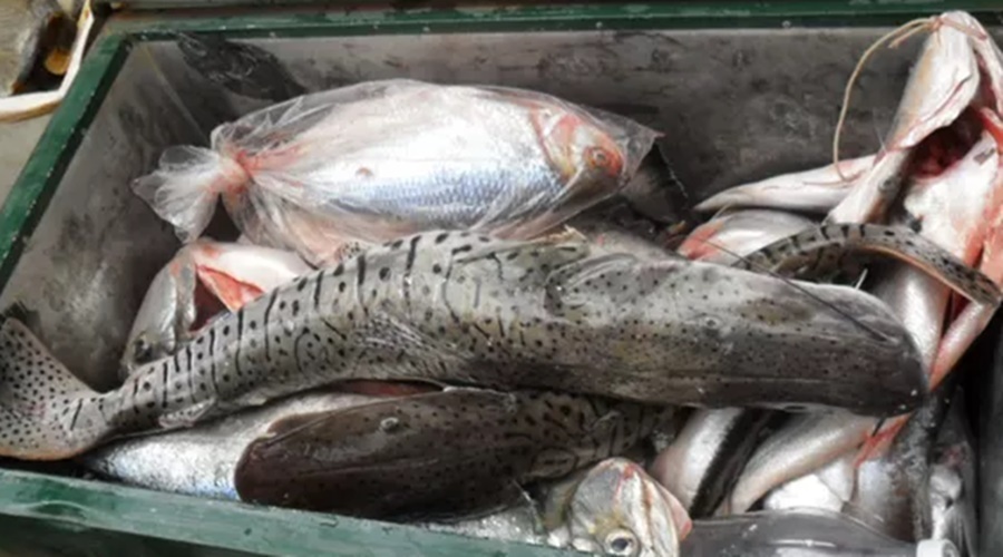 Estabelecimentos e pescadores devem declarar estoque de pescado