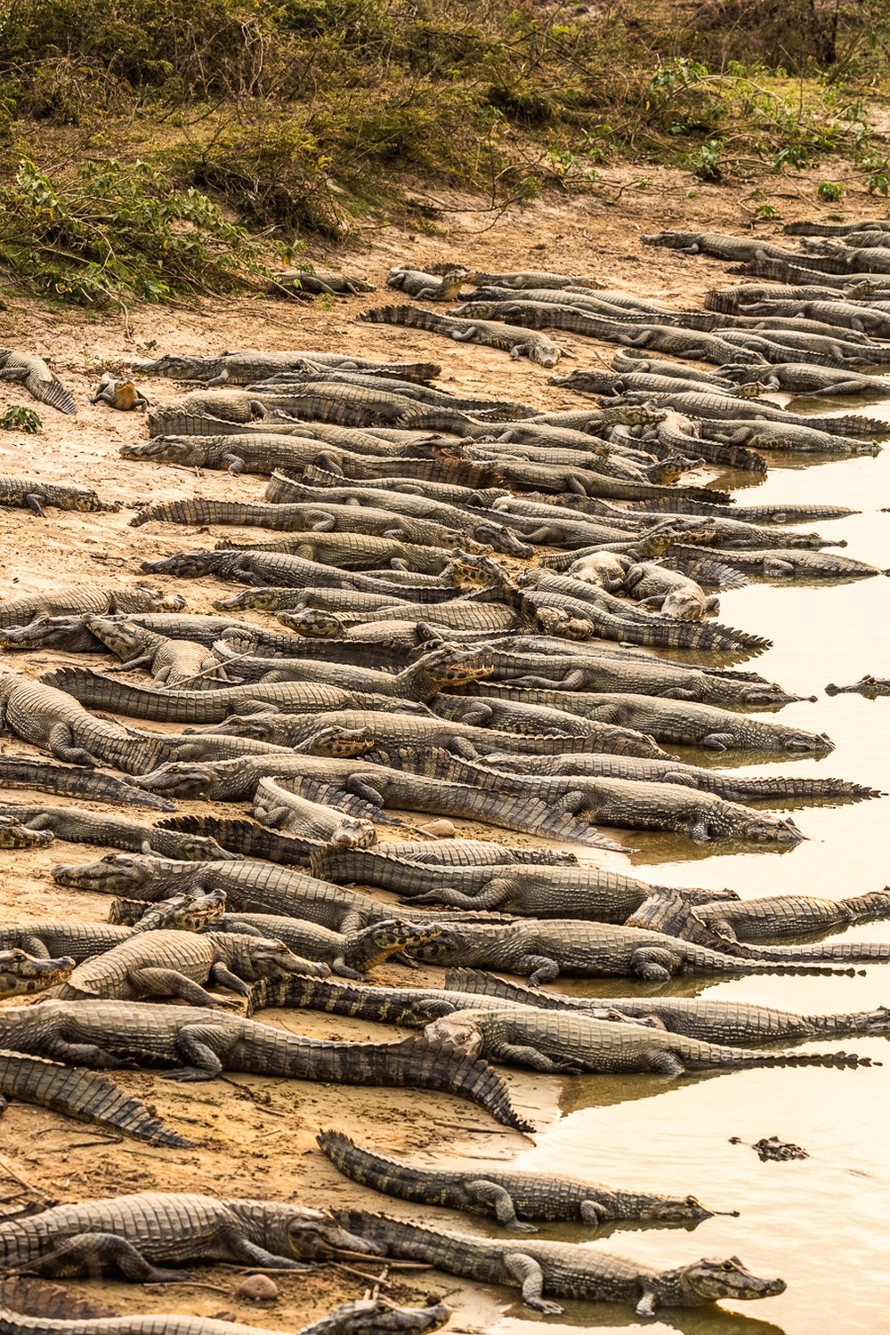 Fotógrafo flagra jacarés amontoados em busca de água no Pantanal de MT