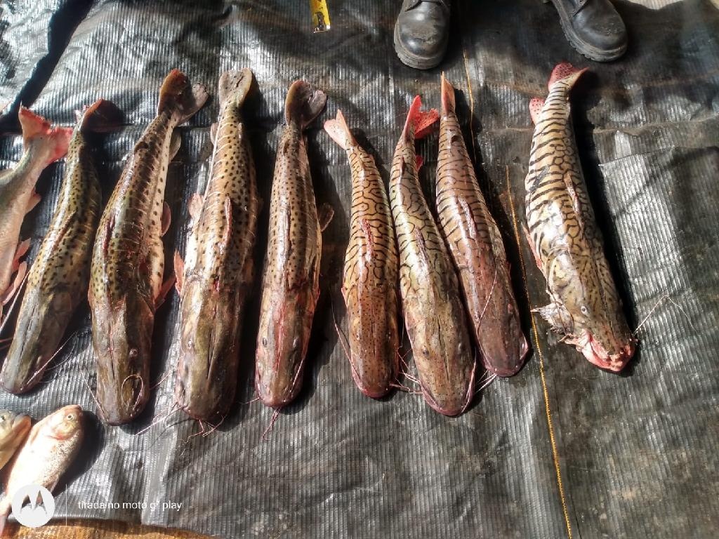 Batalhão Ambiental prende homem com 30 kg de pescado irregular