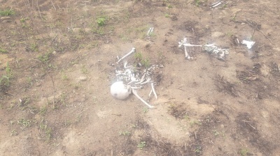 Ossada humana é encontrada em terreno em Sinop