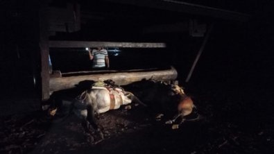 Funcionários e cavalos morrem após serem atingidos por raio