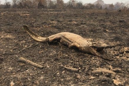 Incêndios no Pantanal em 2020 mataram 17 milhões de animais
