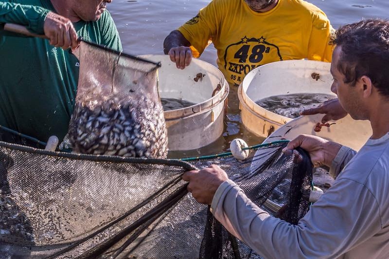 Recadastramento de produtores de peixe pode ser feito até 10 de dezembro em MT