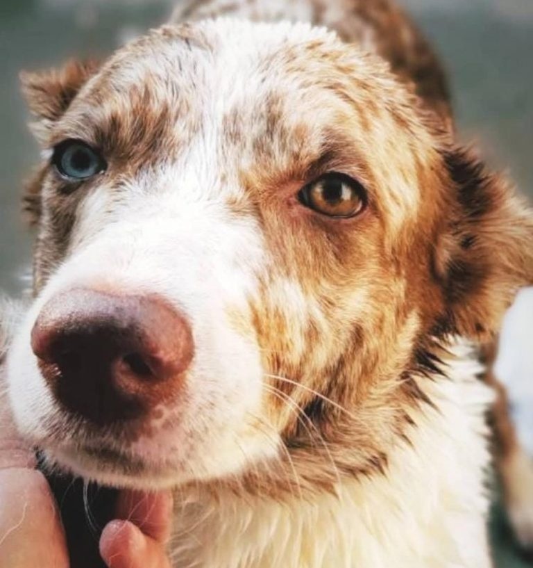 Cão assustado com os fogos durante jogo morre após se cortar ao tentar entrar em casa pela janela