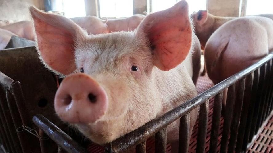 Custo de produção de suínos aumenta 84% em 3 anos