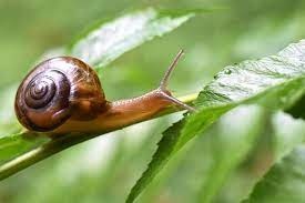 Caracol indiano perigoso é confirmado em Chapada dos Guimarães