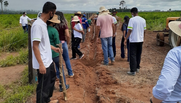 Pequena propriedade em Sorriso (MT) será modelo no uso de sistema silvipastoril