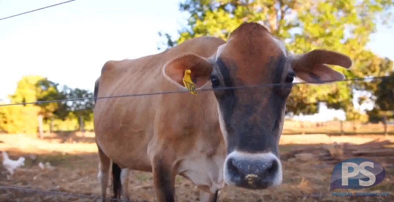 China retoma importação de carne bovina brasileira