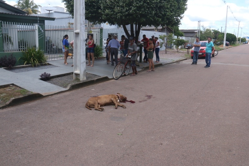 Sinop: Cadela ataca mulher e acaba morta pelo próprio dono