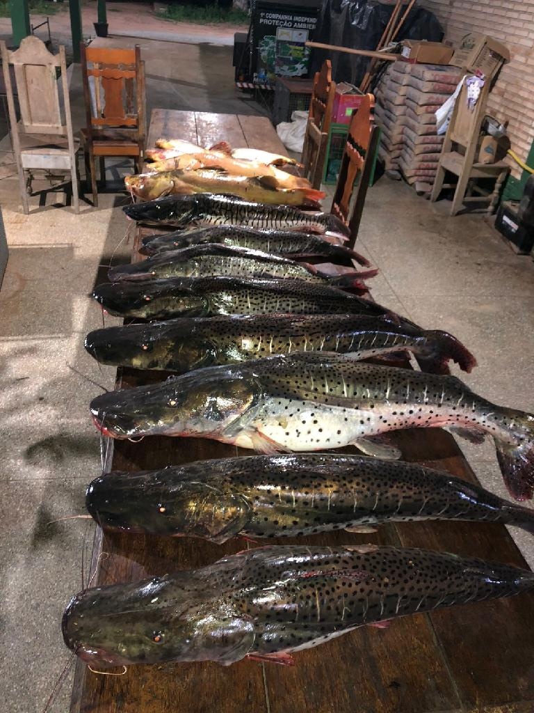 Cerca de 98 quilos de pescado ilegal são apreendidos no Rio Paraguai