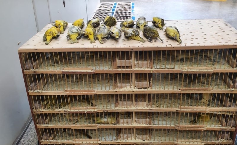 Homem é preso transportando 200 aves silvestres em bagageiro de ônibus