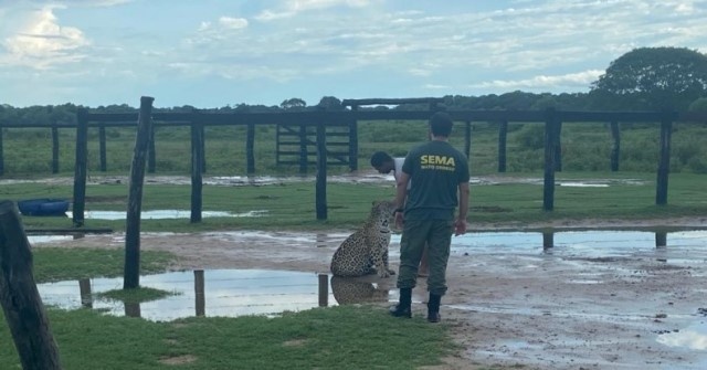 Onça-pintada é domesticada em fazenda após perder a mãe em queimadas