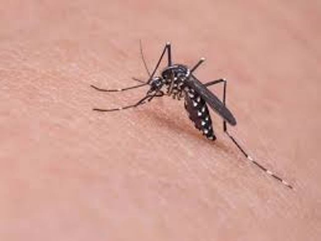 Saúde registra queda no Índice de infestação do mosquito da dengue