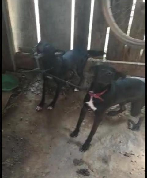 Sinop: Homem é preso em flagrante por maus tratos contra animais