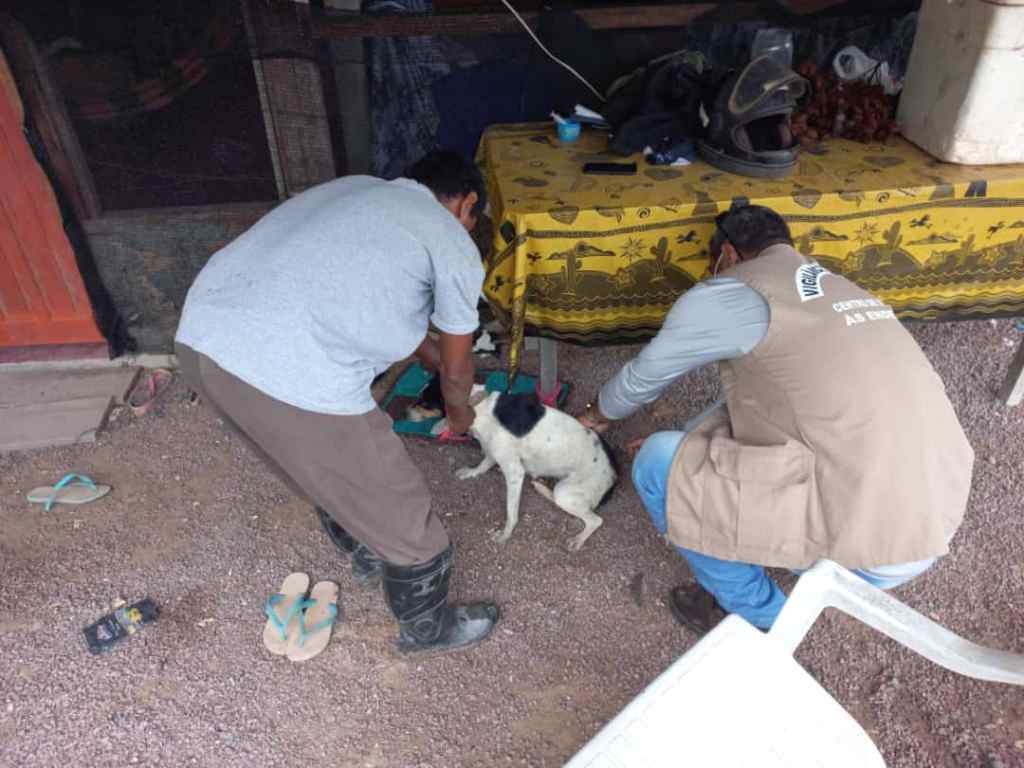 Saúde leva vacinação antirrábica para comunidades rurais de Sinop