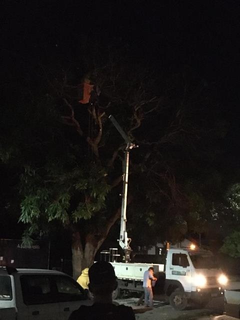 Sinop: Bombeiros retiram colmeia de abelhas em mangueira