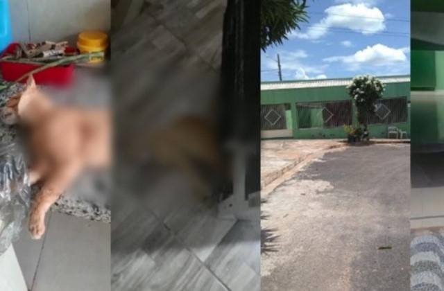 Mulher mata gato enforcado e manda vídeo para a mãe