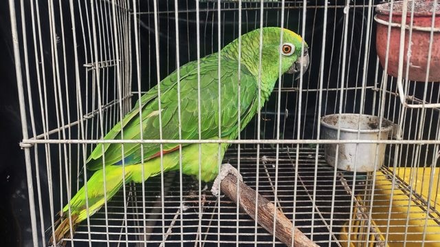 Animais que seriam vendidos são resgatados pela PM