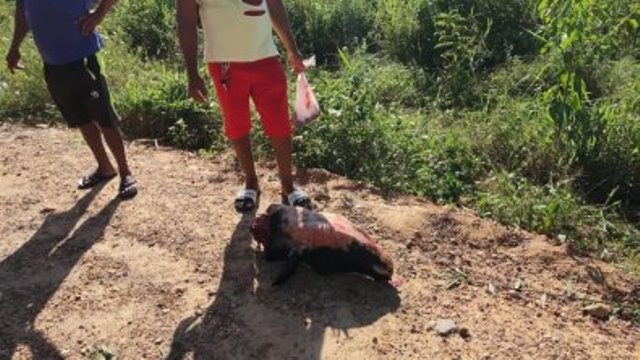 Após morte de motociclista, populares matam vaca em VG