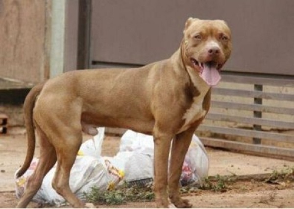 Após atirar em Pibull para salvar criança, homem acaba preso
