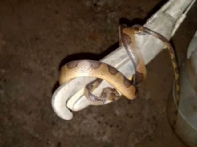 Bombeiros resgatam cobra que estava no forro de carro em Sinop
