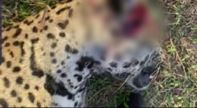 Polícia Civil cumpre prisão de homem que matou onça-pintada