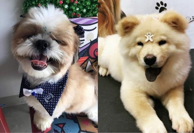 Sinop: Proprietária afirma que APAMS tomou seus animais