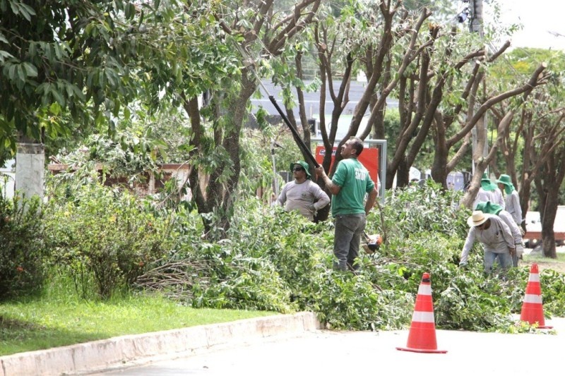 Entidade quer fazer de Sinop a cidade mais arborizada do Estado