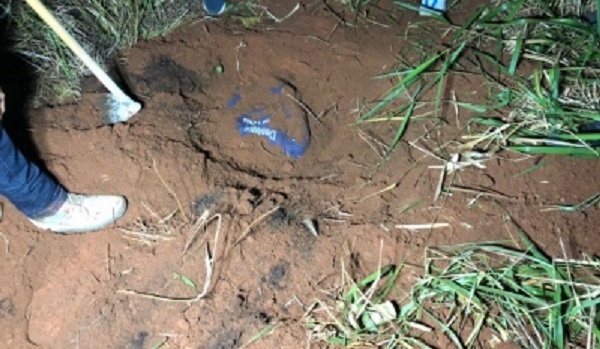 Corpo de homem é encontrado enterrado em região de mata em Sinop