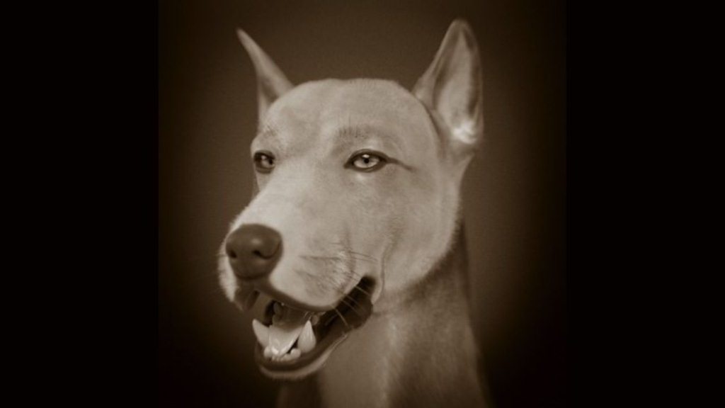 O cão de muge: essa é a face de um cachorro de 7.500 anos