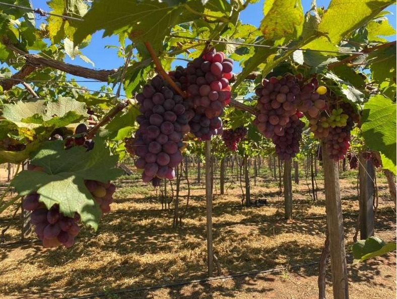 Produtor prepara colheita de uvas no norte de Mato Grosso
