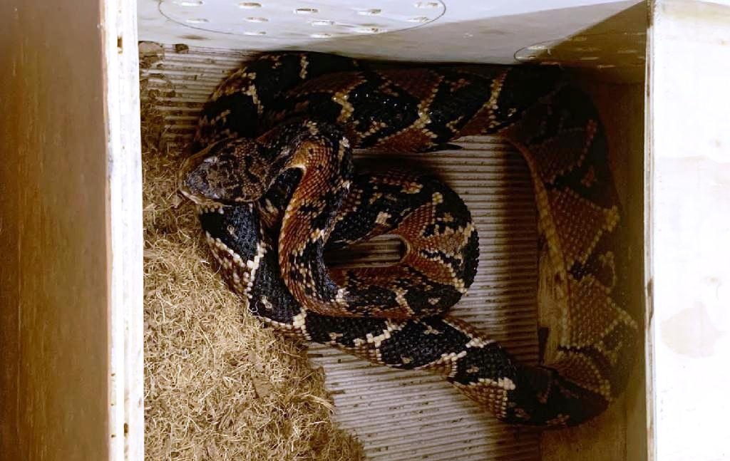 Surucucu resgatada em Sinop será doadora de veneno
