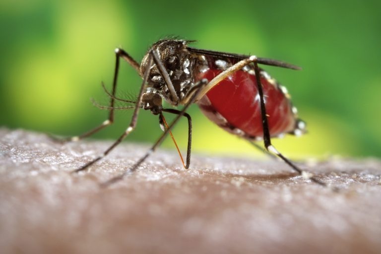 Nova cepa da dengue é identificada em Mato Grosso
