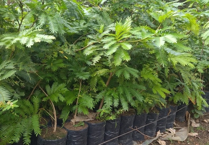 Viveiro produz média de 15 mil mudas por mês e processo de produção é referência para UFMT de Sinop