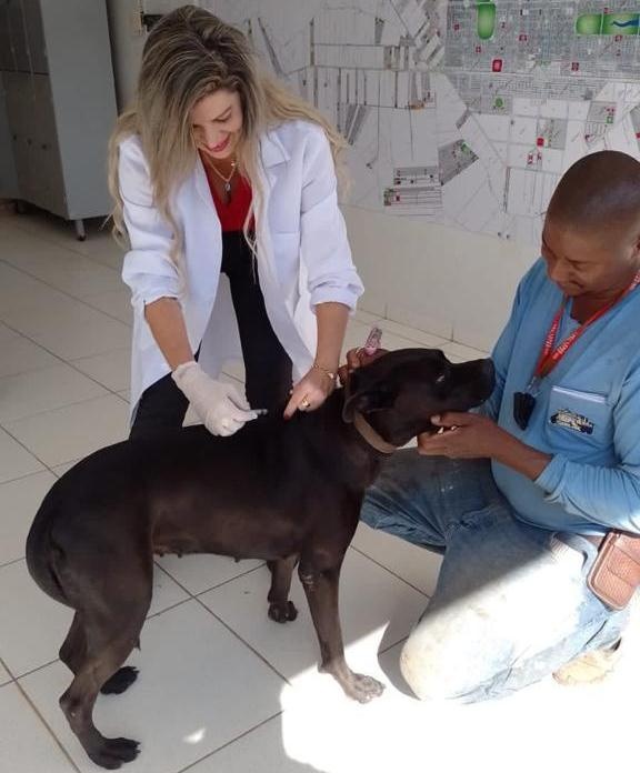 Campanha itinerante antirrábica vacina mais de 4 mil animais em Sinop