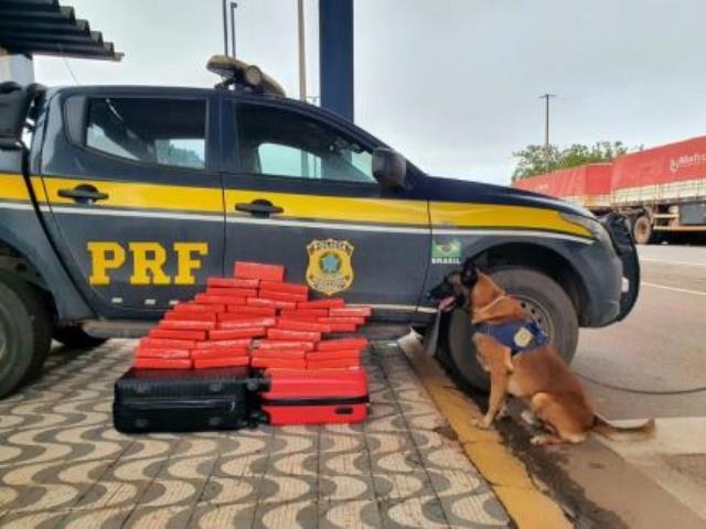Cão farejador ajuda PRF localizar 30 kg de maconha em ônibus