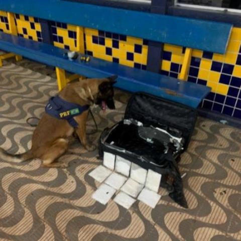 Cão farejador encontra cocaína na mala de estrangeira